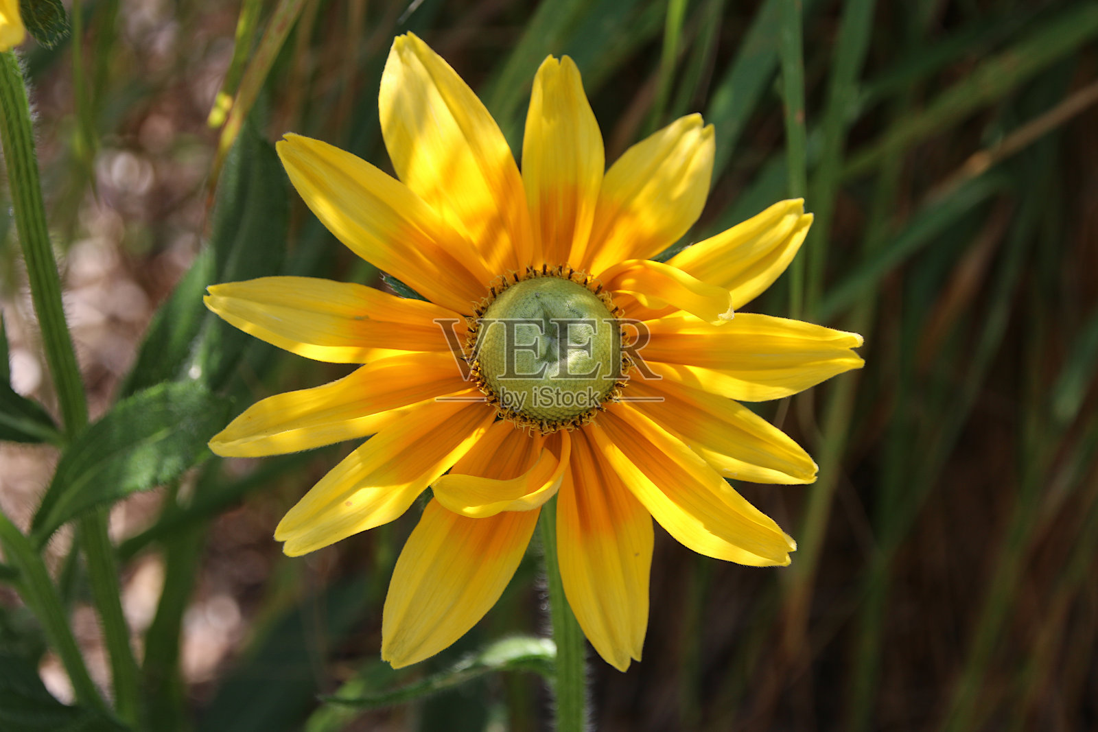 黄雏菊花照片摄影图片