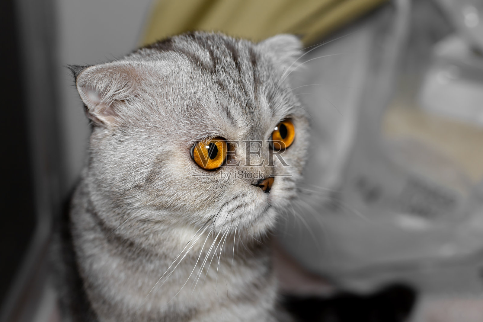 很可爱的苏格兰折耳猫。照片摄影图片