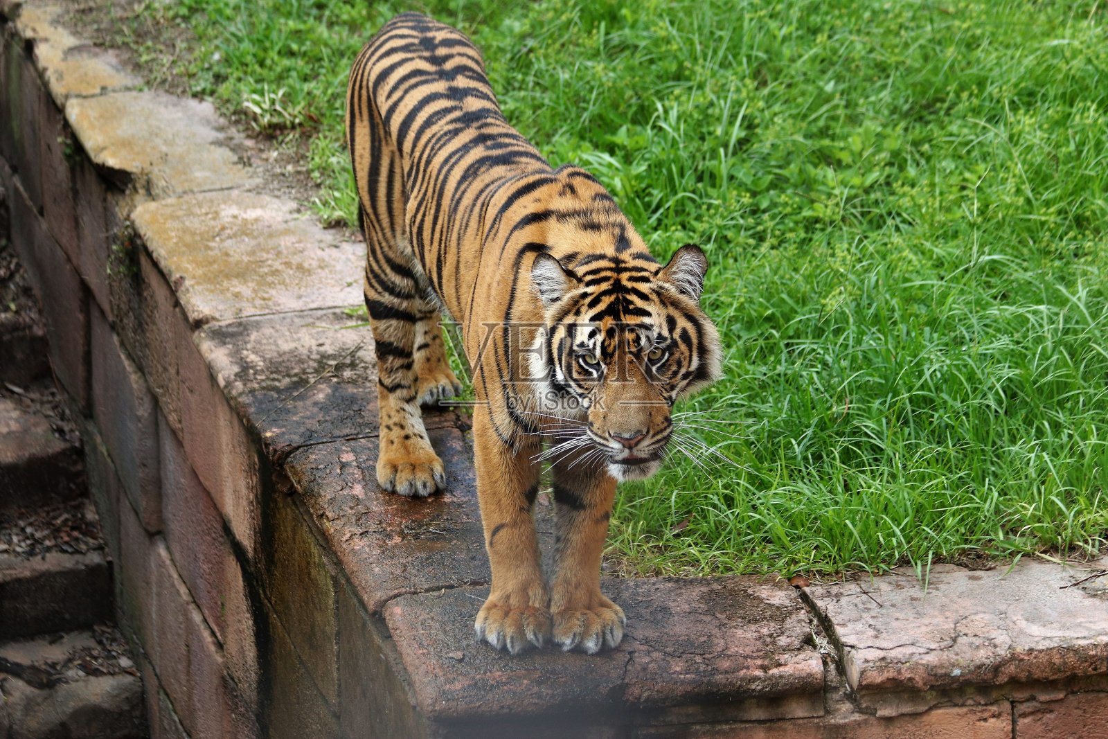 老虎库存图片照片摄影图片