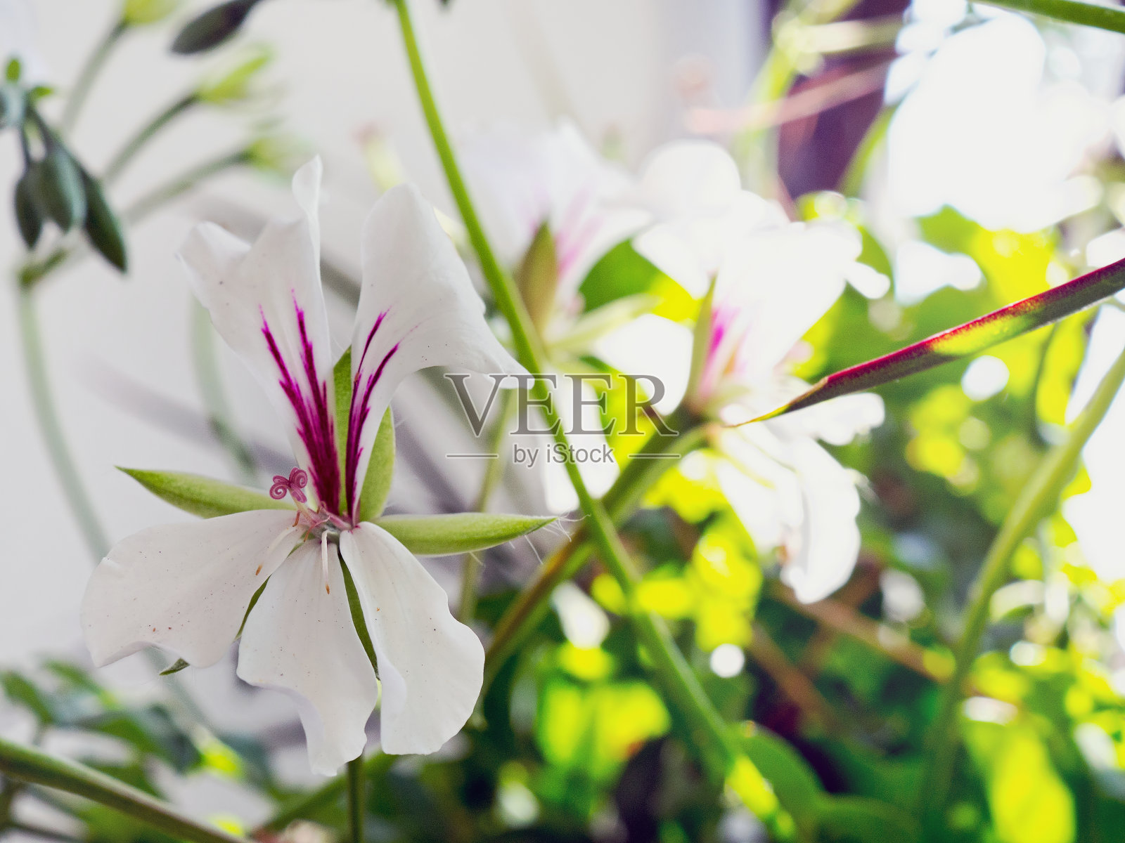 白色天竺葵近距离拍摄模糊的背景。没有人照片摄影图片