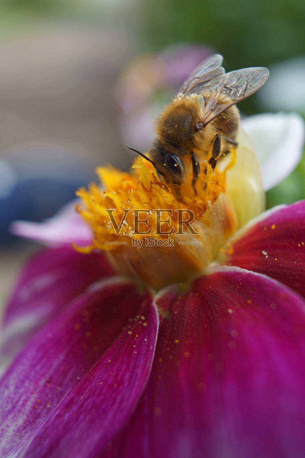 蜜蜂在花的微距图像上照片摄影图片