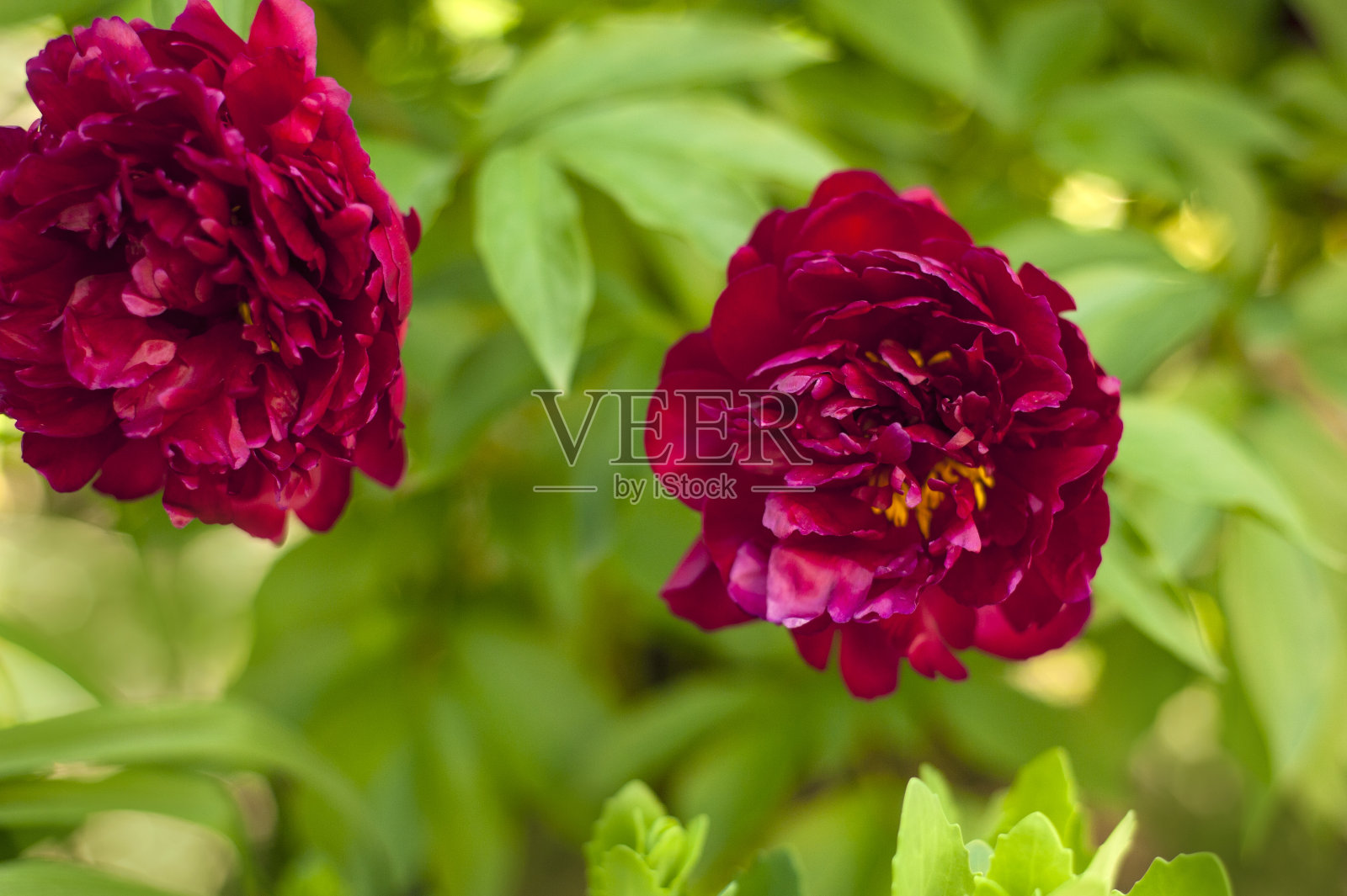 花园里有红色的牡丹。盛开的红牡丹。照片摄影图片