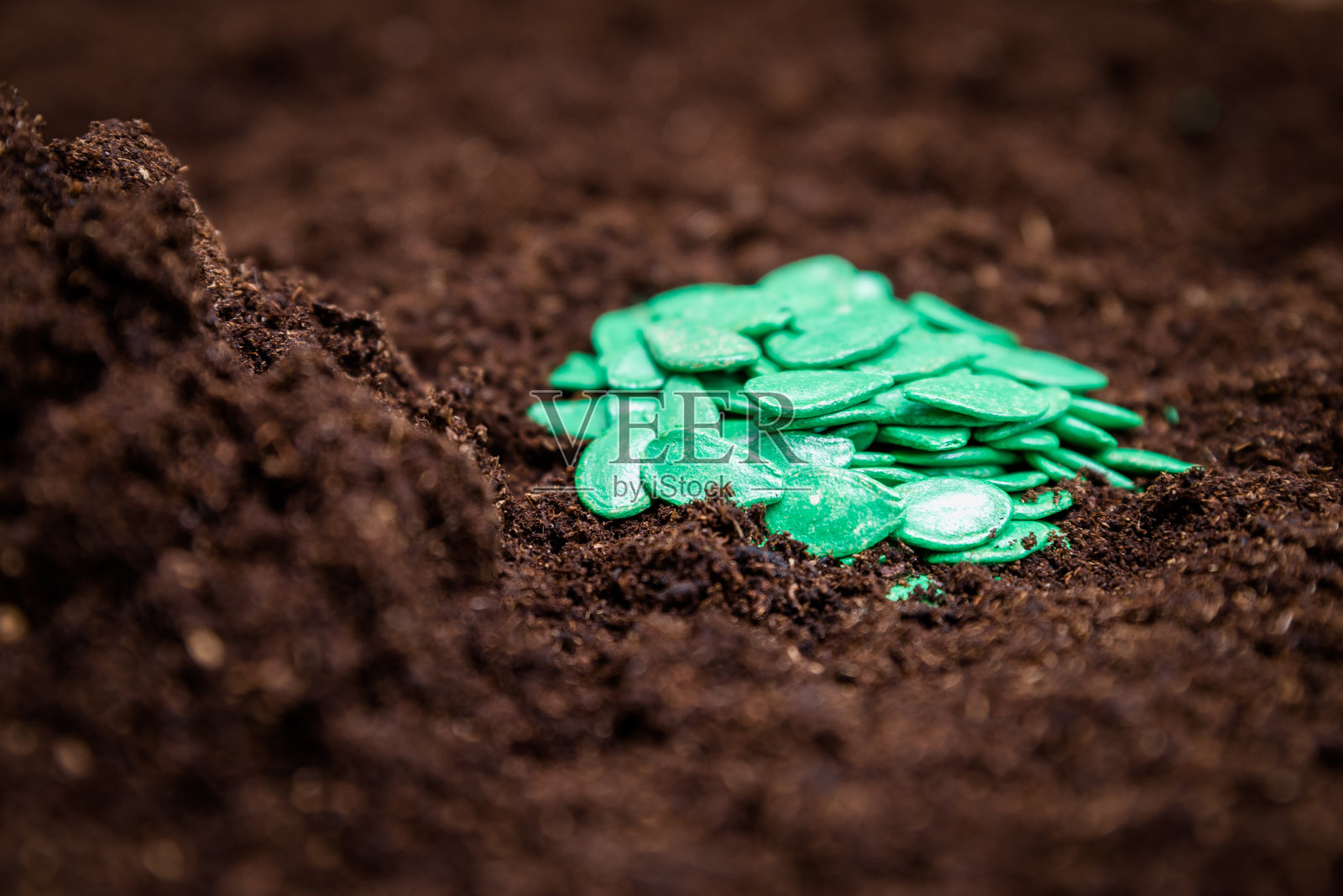 西葫芦种子照片摄影图片