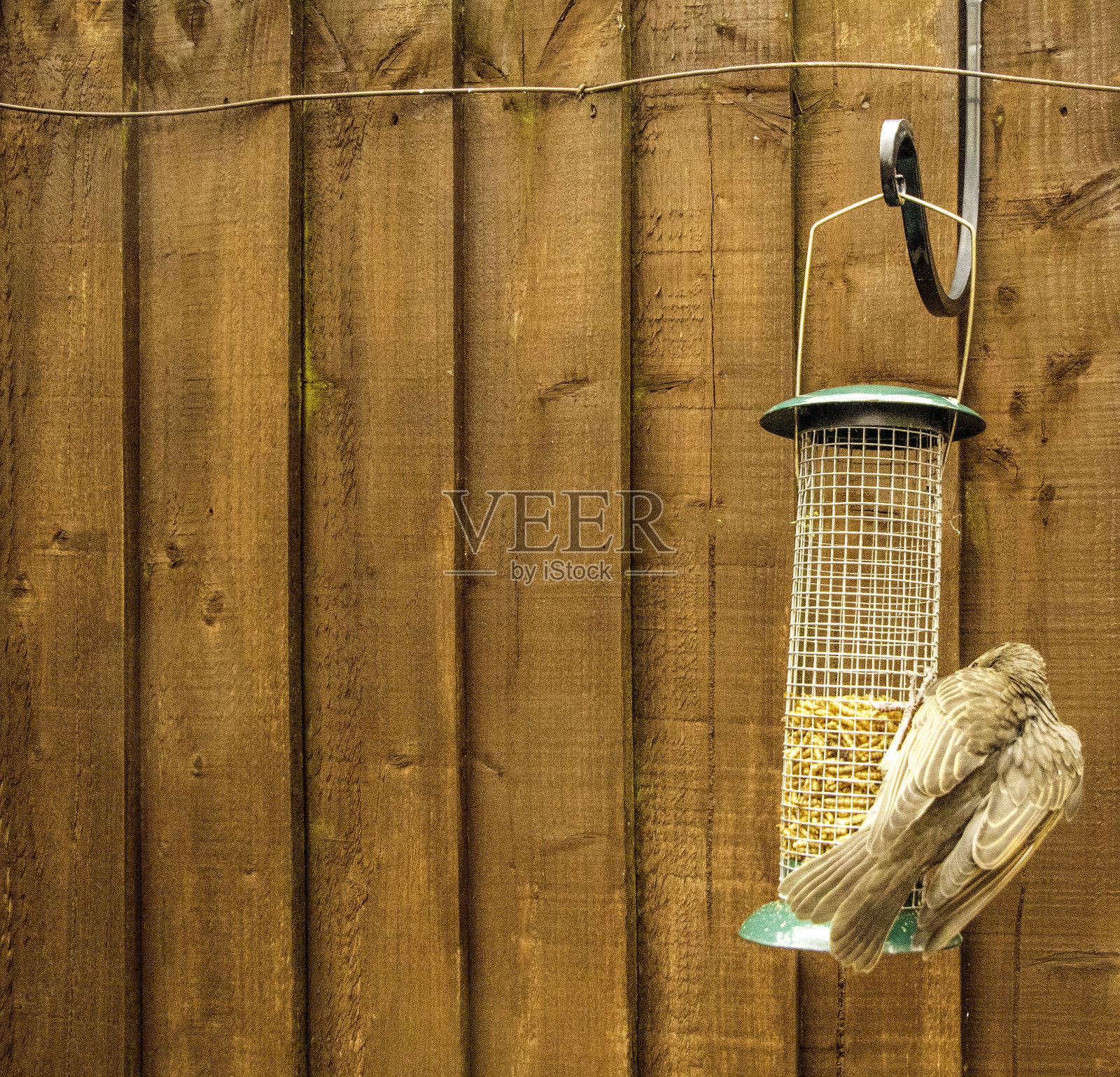 椋鸟饲料照片摄影图片