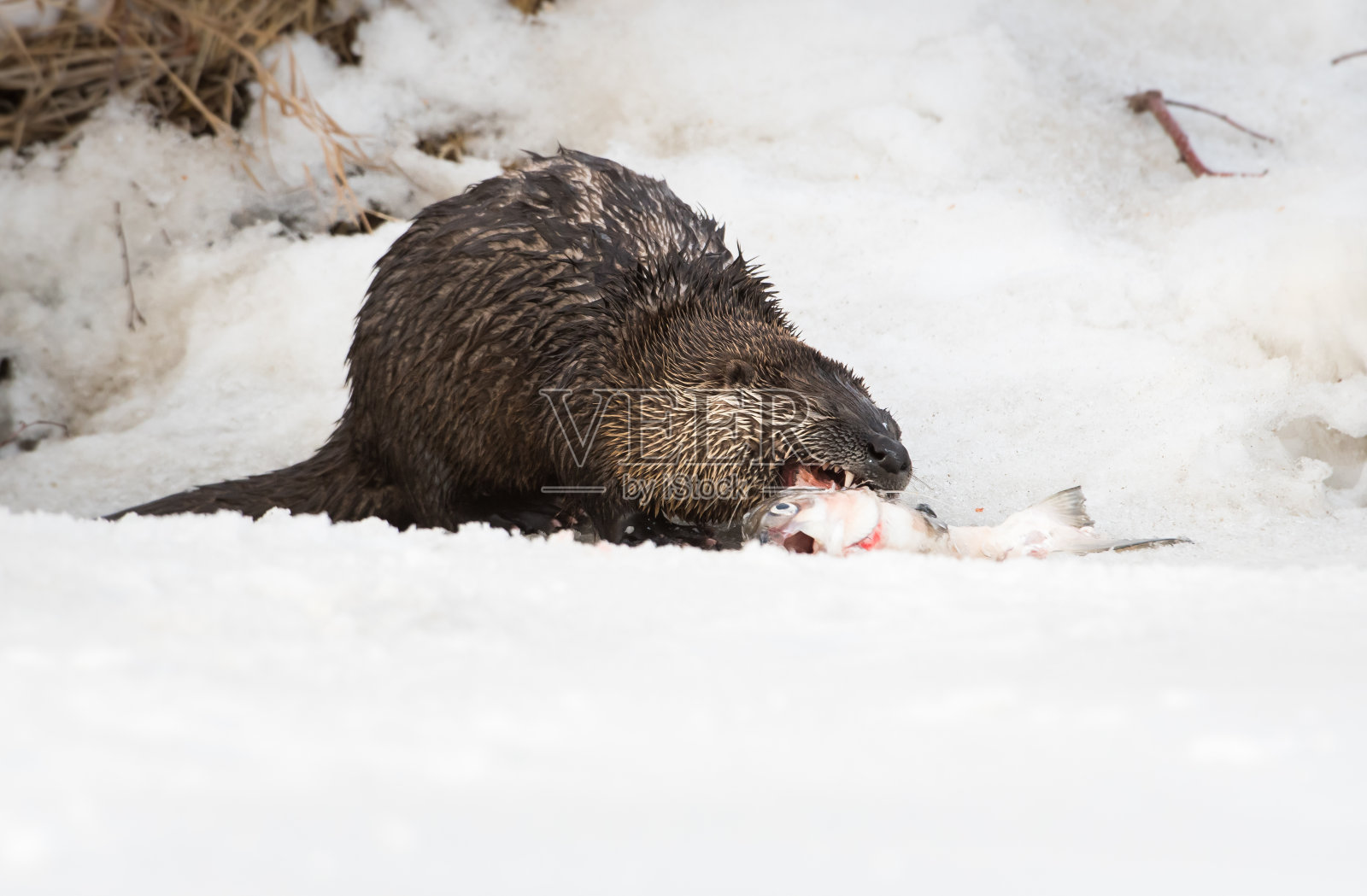 野生河獭照片摄影图片