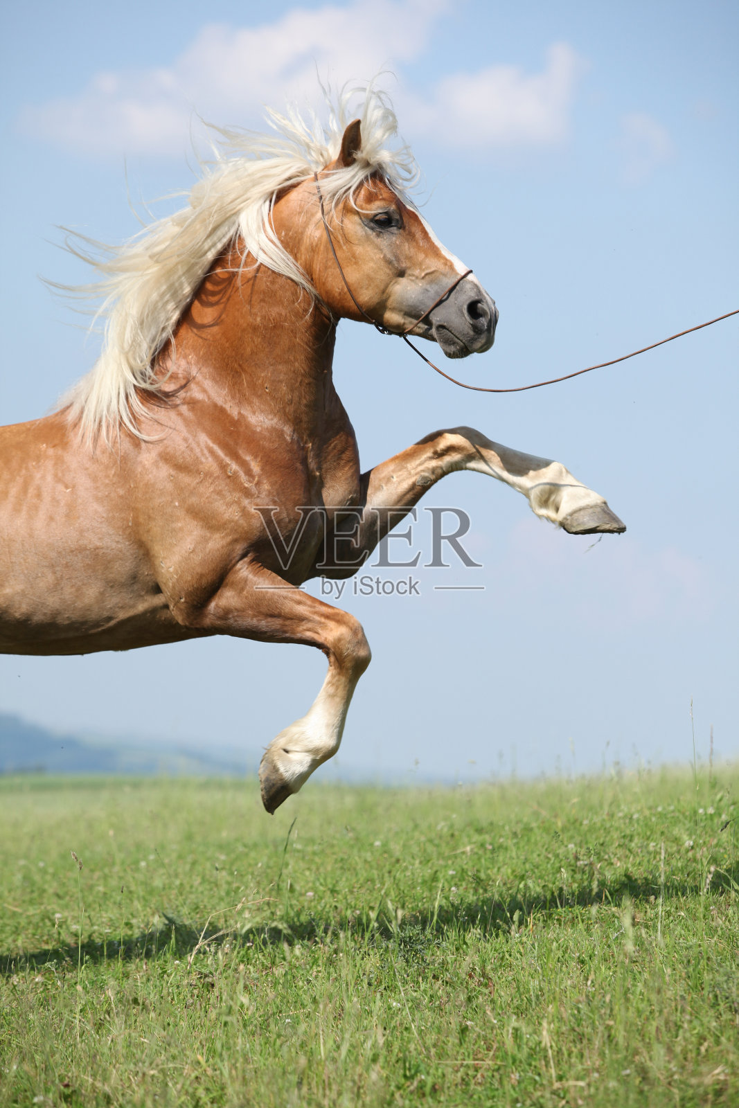 惊人的哈弗林格种马在美丽的天空前腾跃照片摄影图片
