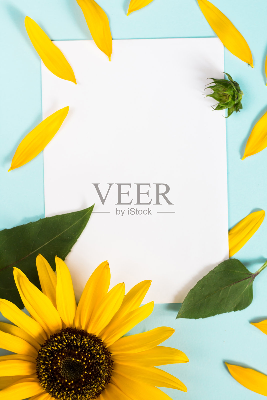 黄色的向日葵，花瓣和叶子在浅蓝色的背景和空白的白色卡片。花卉构图，平铺，俯视图，简约浪漫风格。照片摄影图片