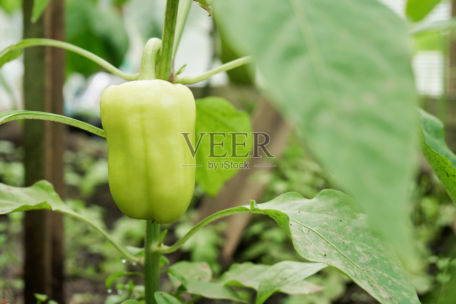 青椒生长在温室的枝条上照片摄影图片