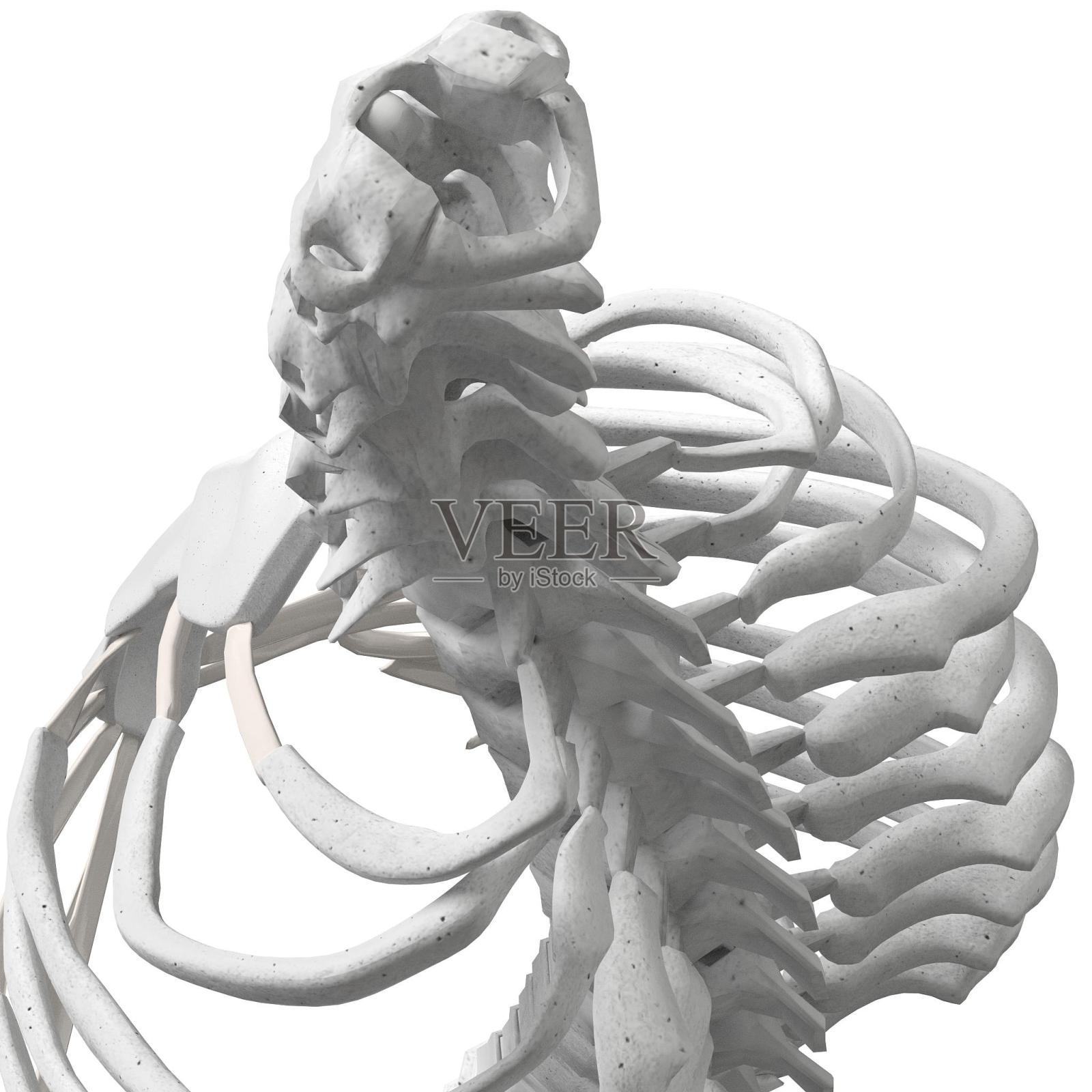 人体脊柱、躯干和胸腔骨骼解剖照片摄影图片
