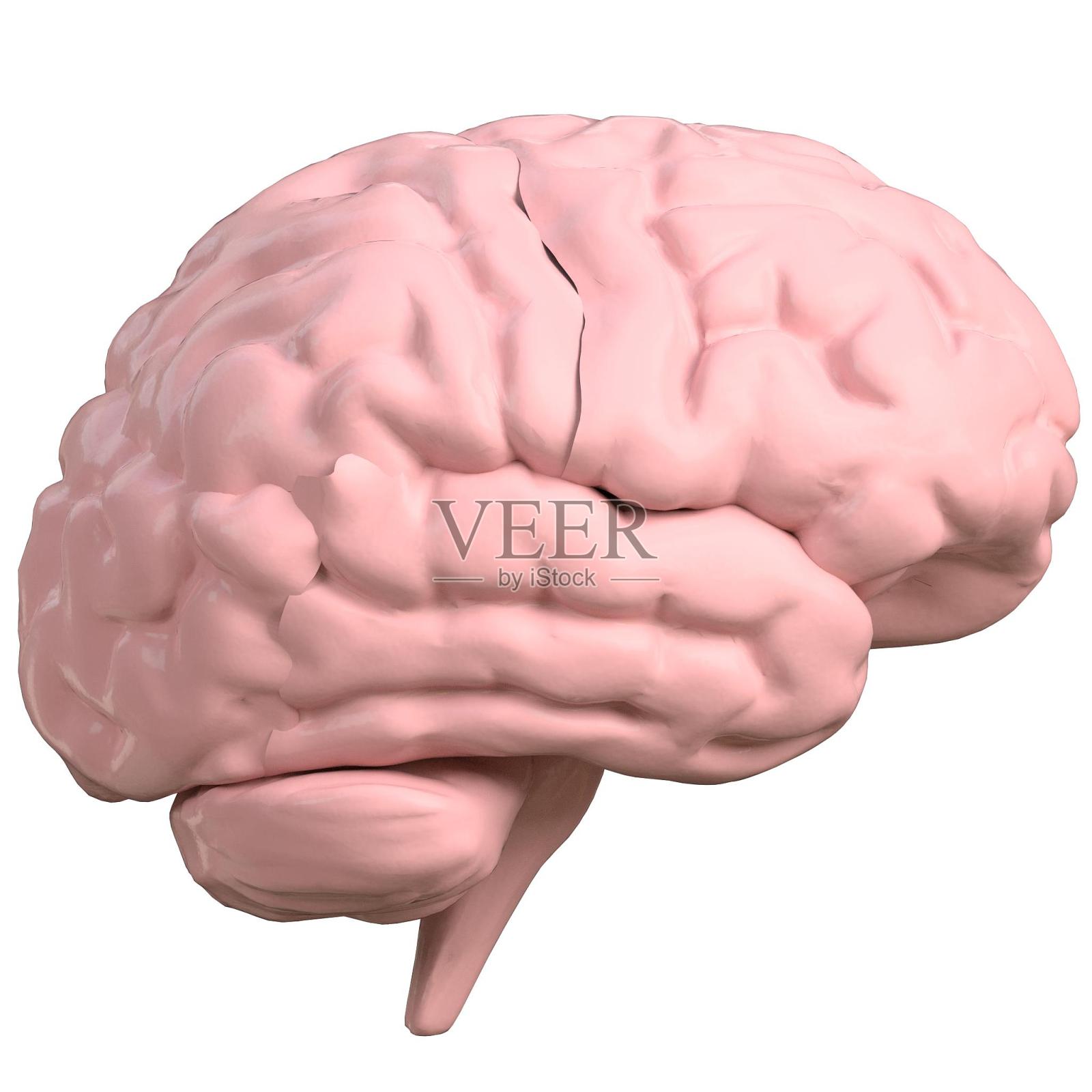 人类的大脑照片摄影图片