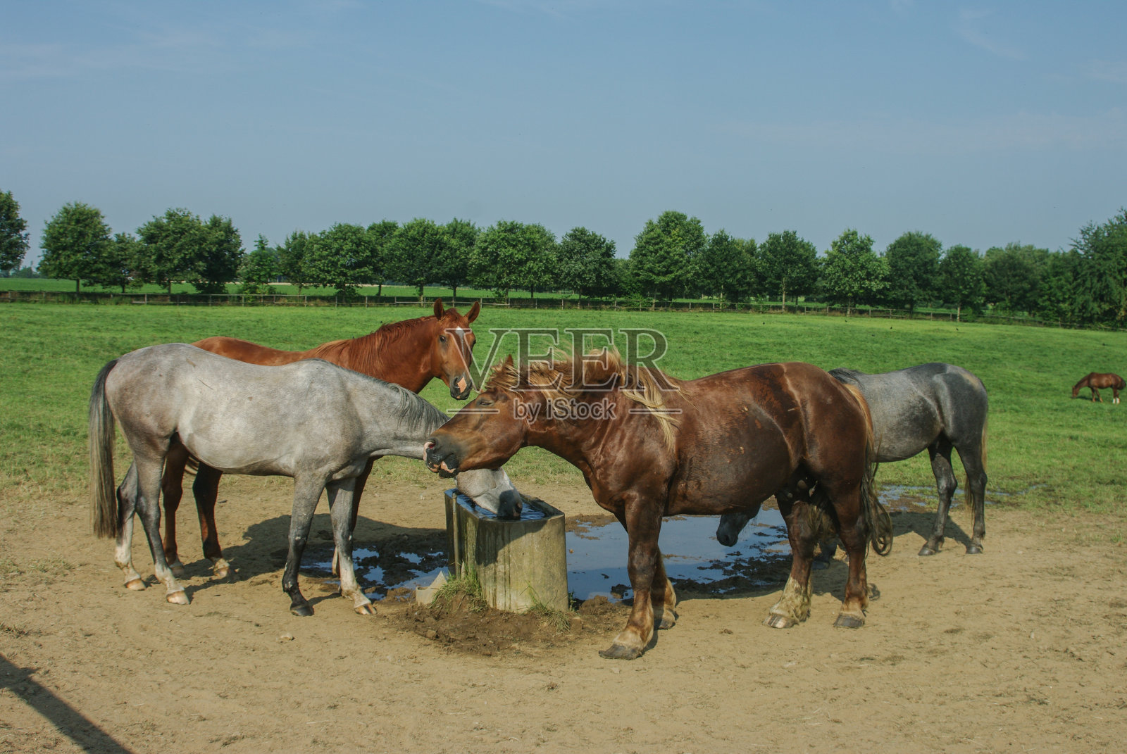 马在一个温暖的夏天照片摄影图片
