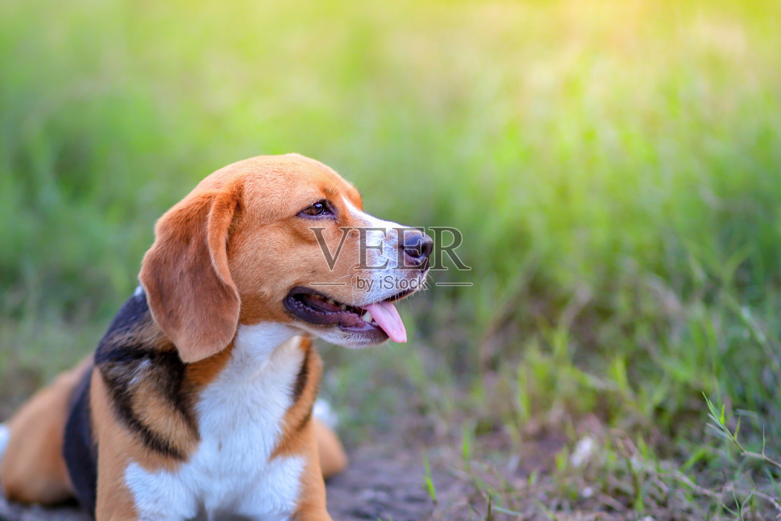 阳光明媚的日子里，比格尔犬坐在户外的绿草地上。照片摄影图片