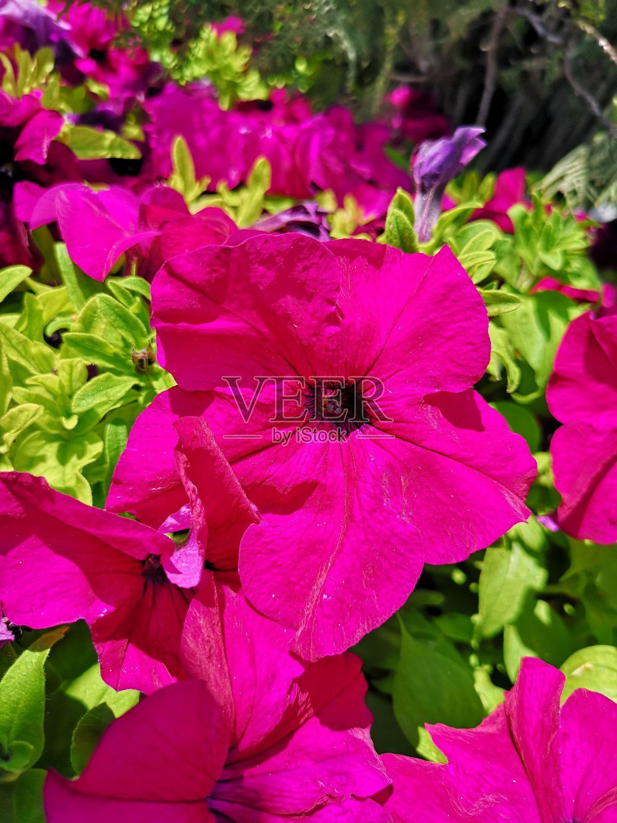 美丽的花朵照片摄影图片