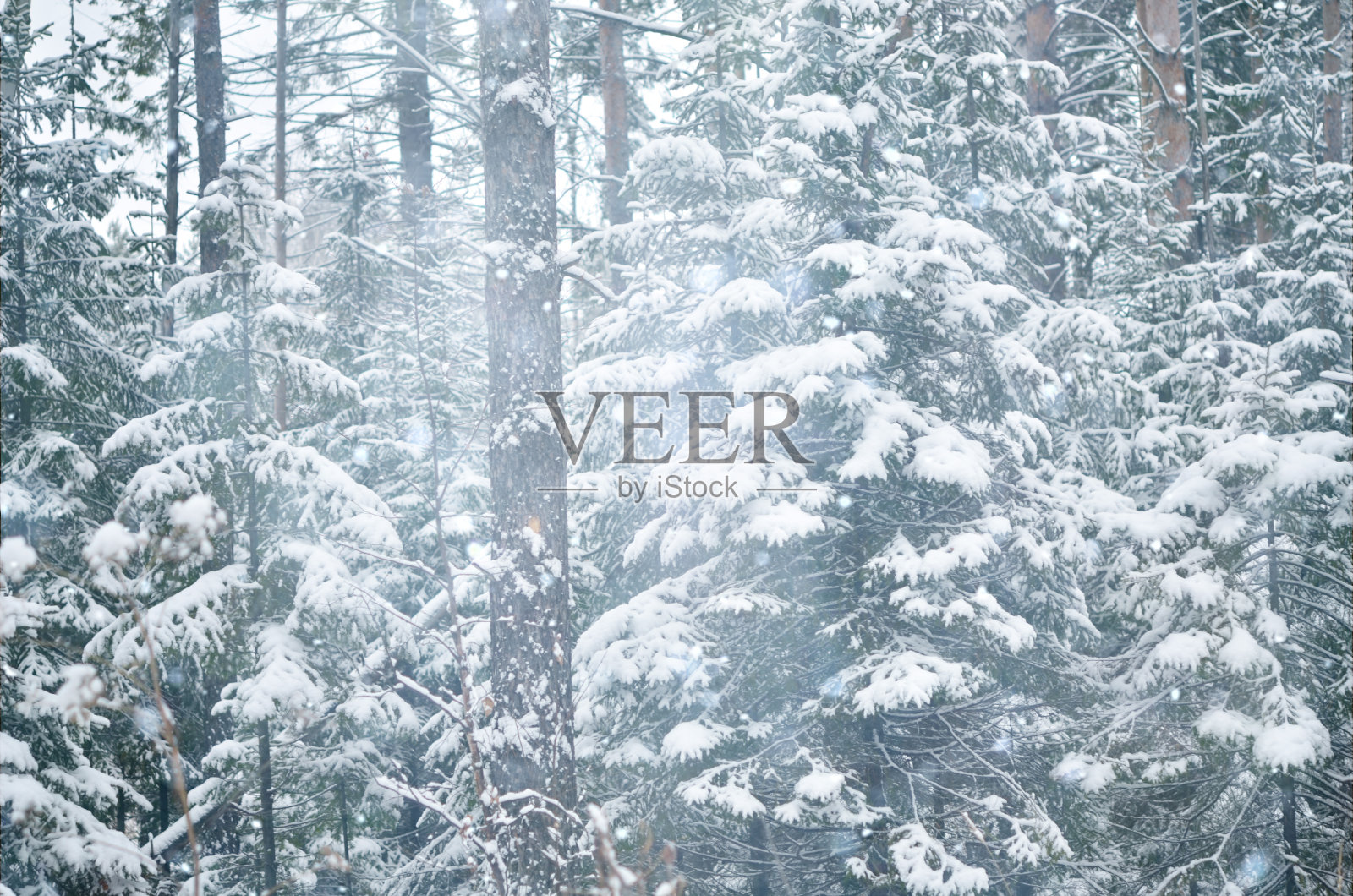 美丽的冬季背景，新鲜的冷杉树枝上覆盖着雪花。照片摄影图片