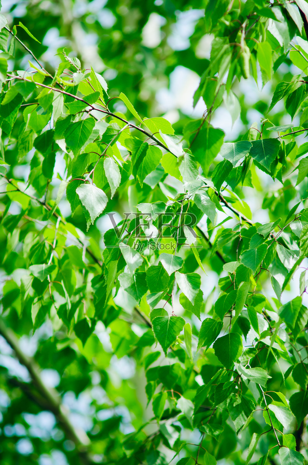 自然的背景，绿色的叶子和纹理。垂直的摄影。照片摄影图片