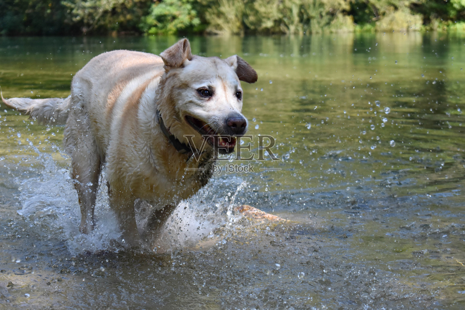 美丽的拉布拉多寻回犬在河中奔跑/有趣的动物/有趣的狗跑-图像照片摄影图片