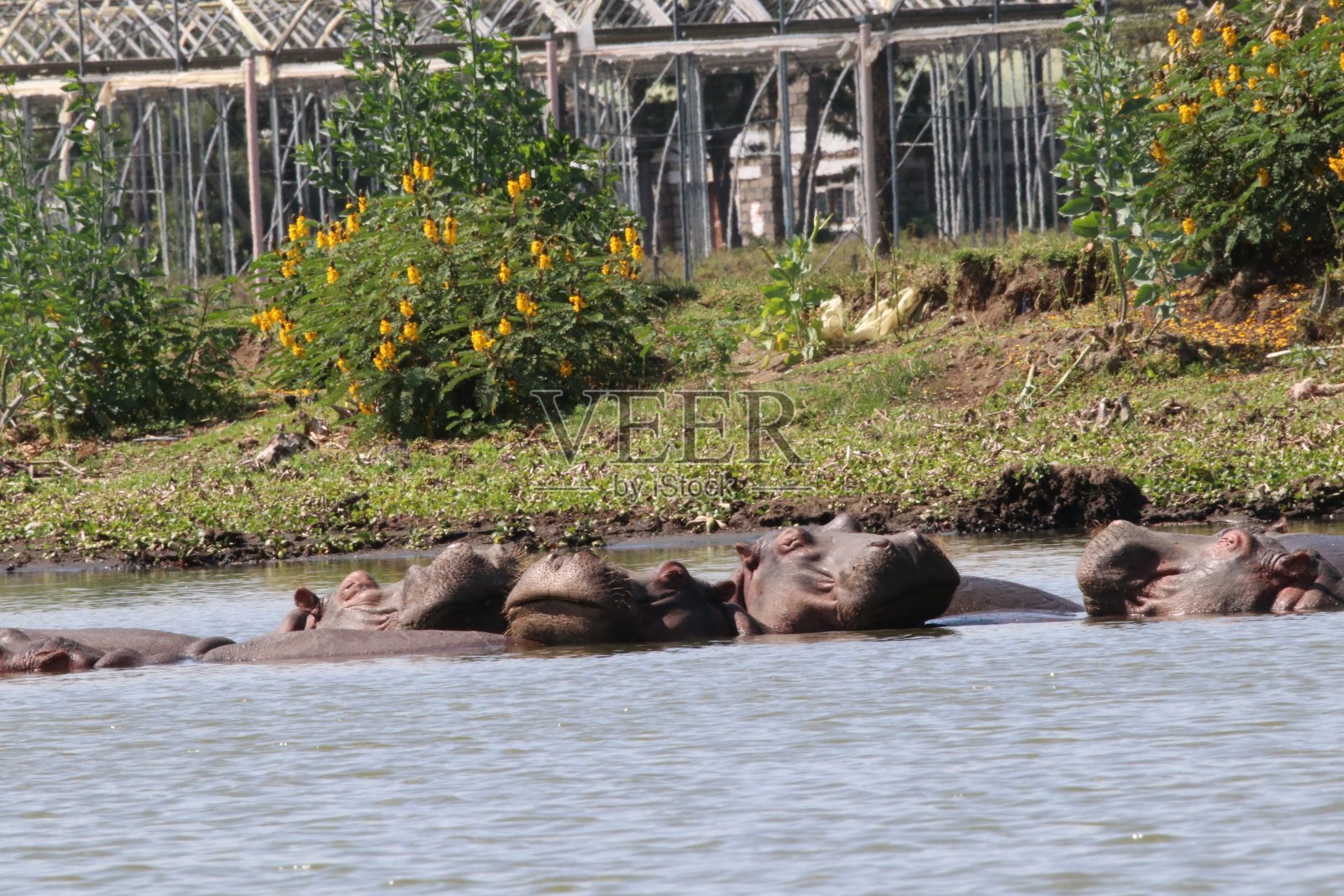 马赛马拉肯尼亚狩猎照片摄影图片