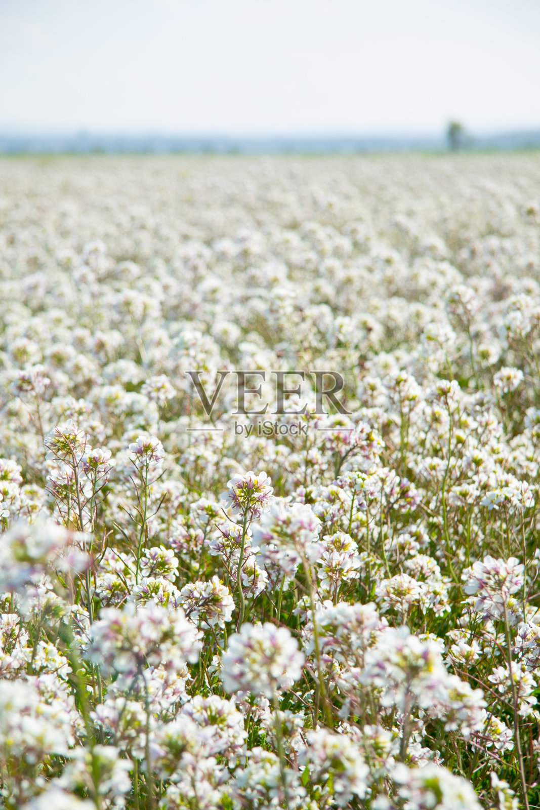 的花照片摄影图片