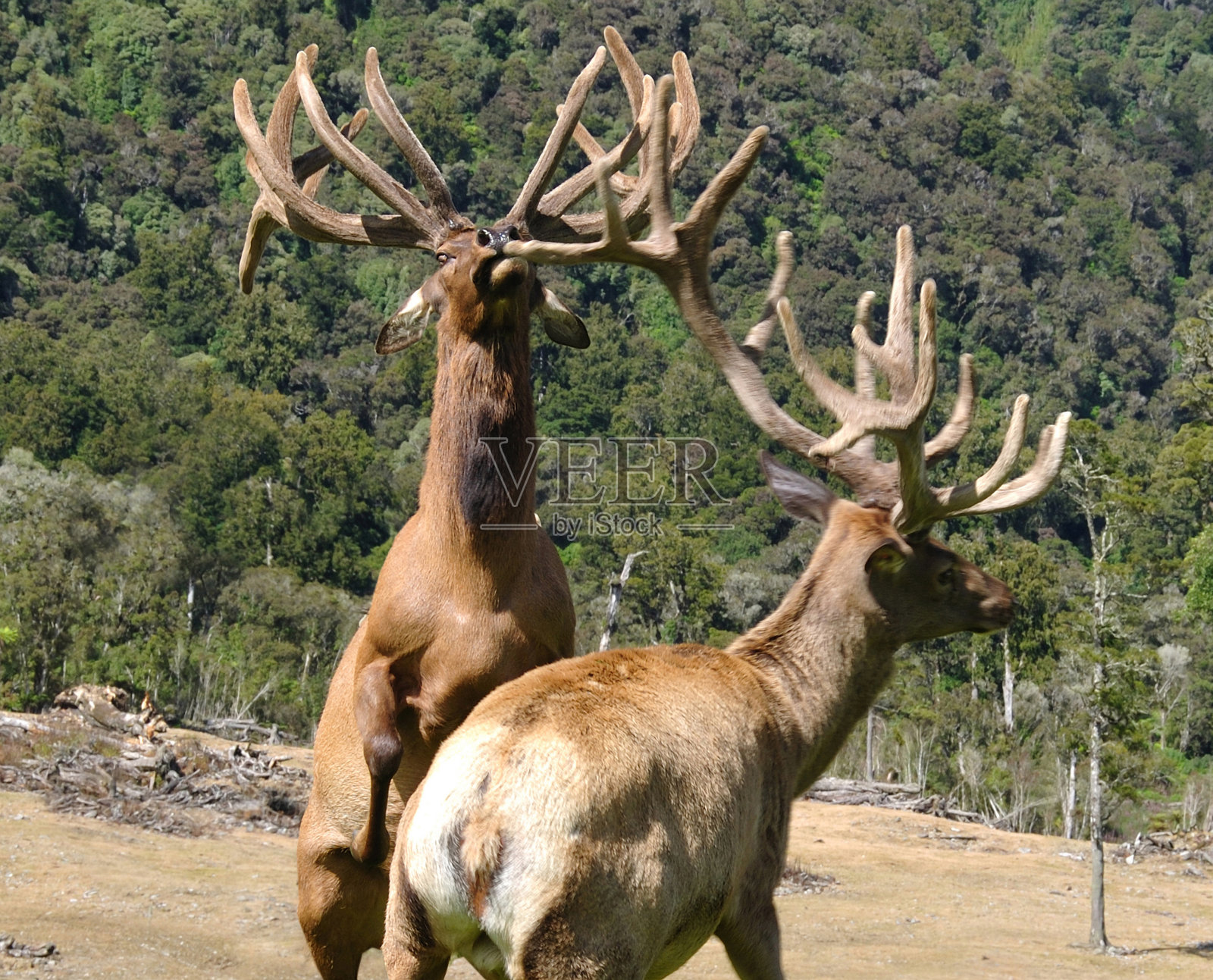 打雄鹿照片摄影图片
