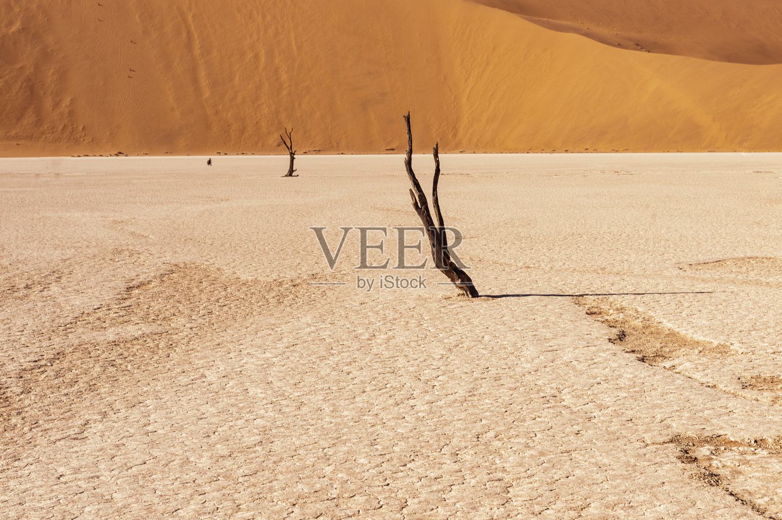 纳米比亚的死树。照片摄影图片