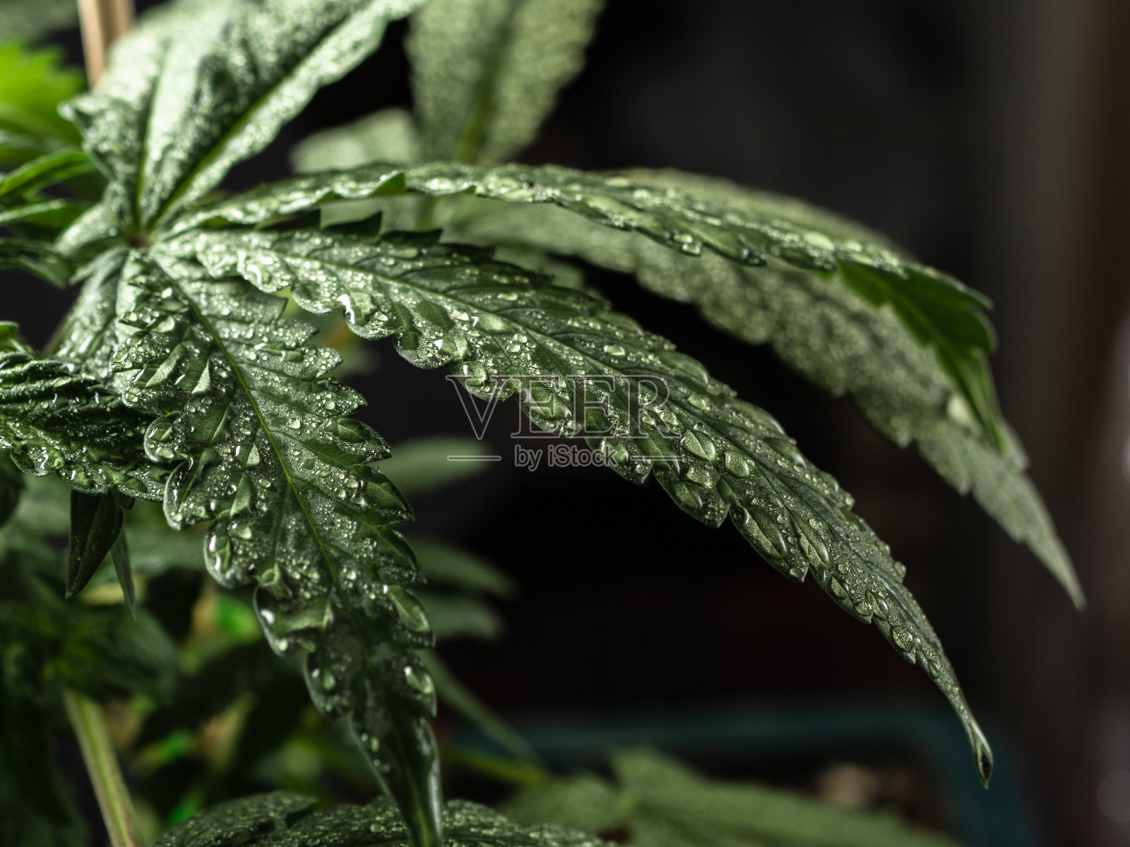 年轻的大麻植物。绿色的树叶。特写镜头照片摄影图片