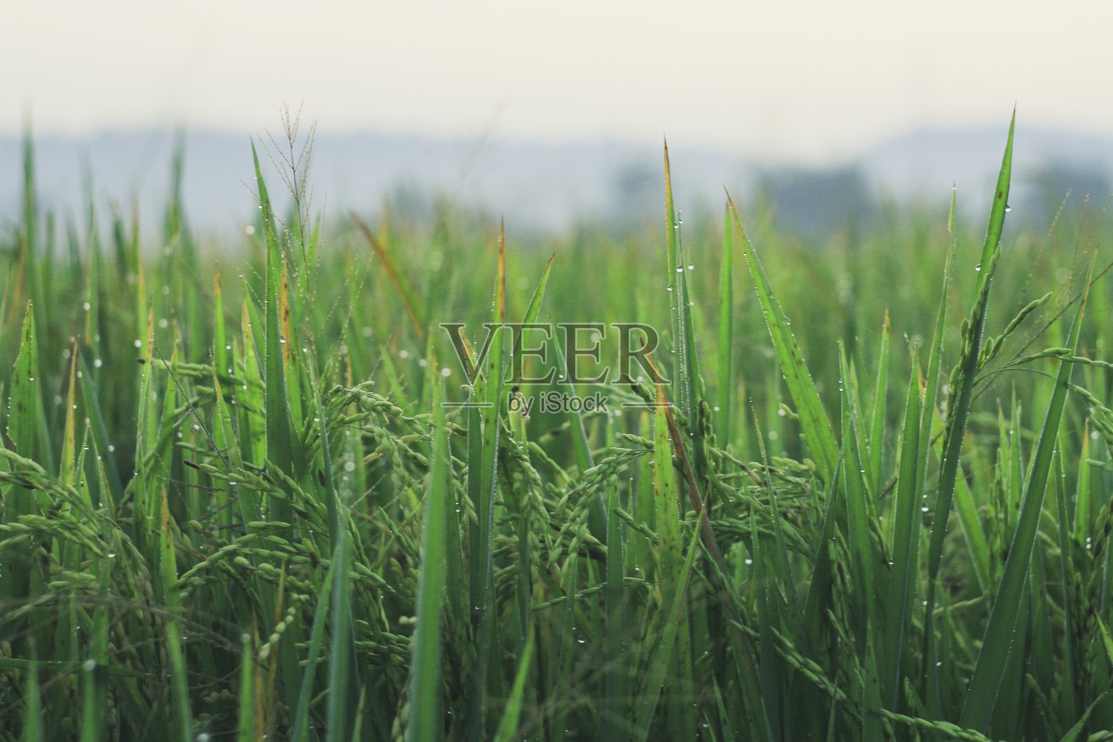 新鲜的水稻生长照片摄影图片