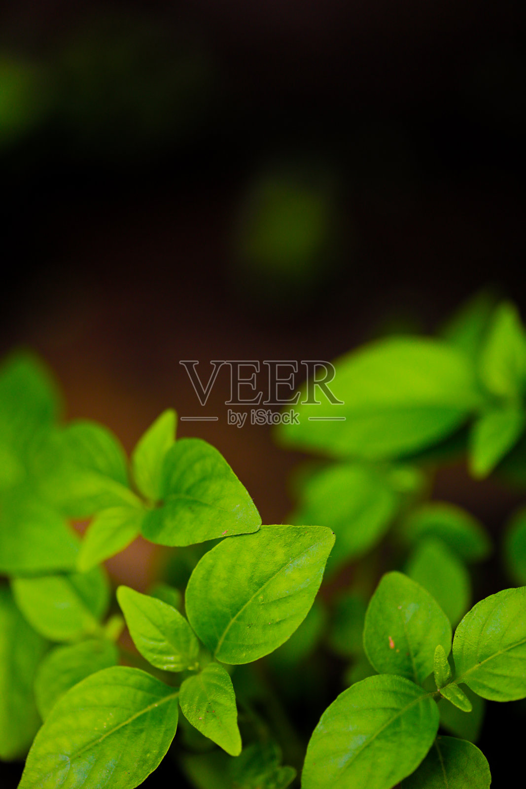 象头神，印度象头神节照片摄影图片