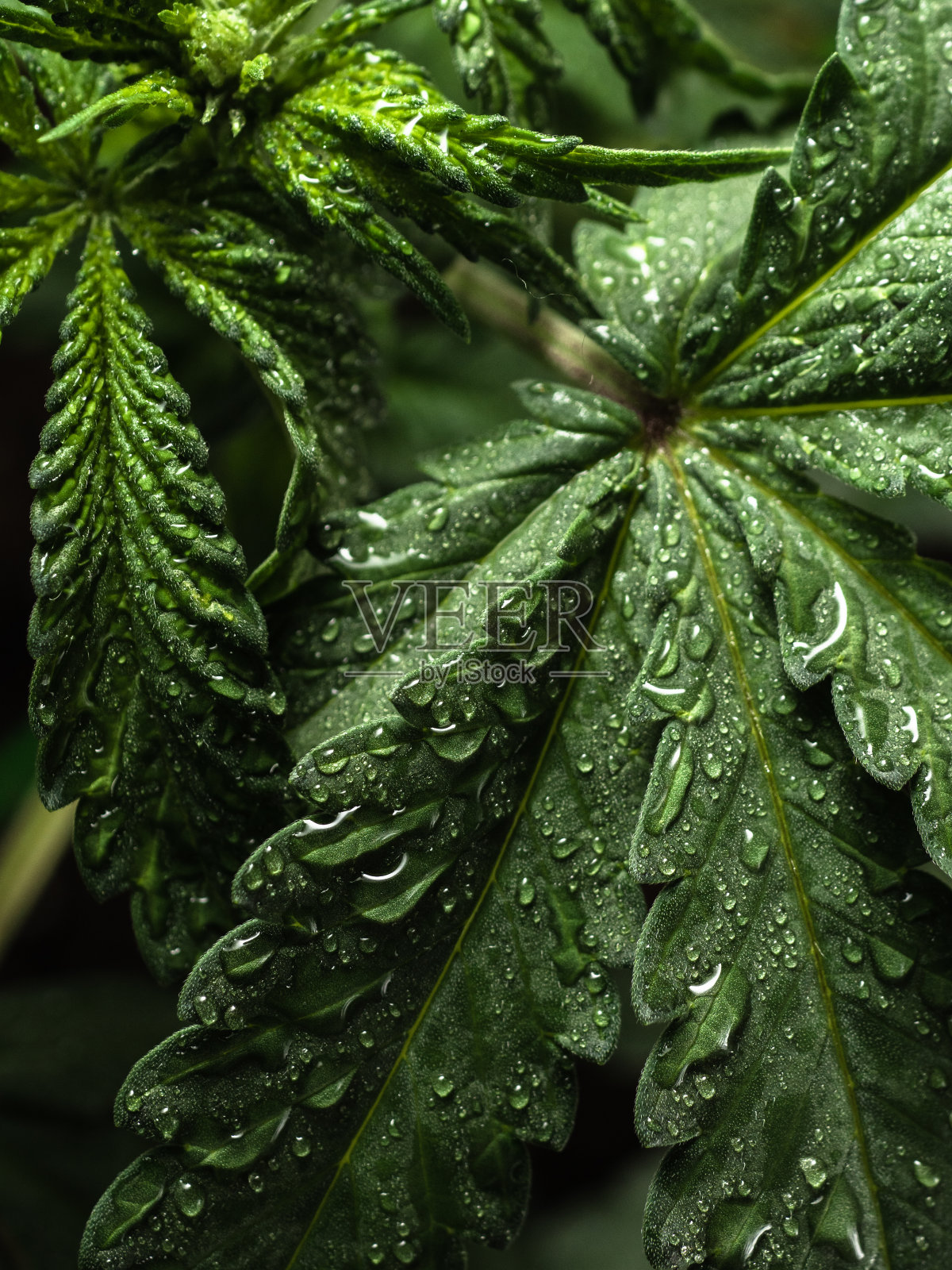 年轻的大麻植物。绿色的树叶。特写镜头照片摄影图片