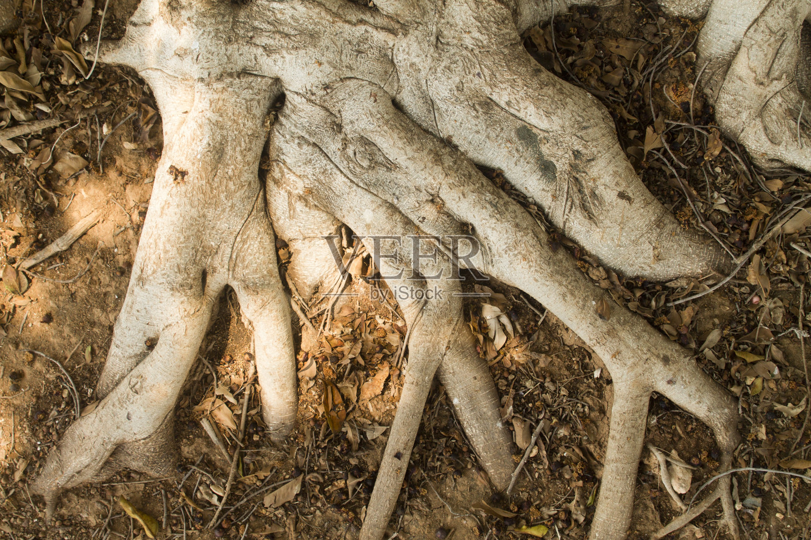 弯曲的裸露树根照片摄影图片