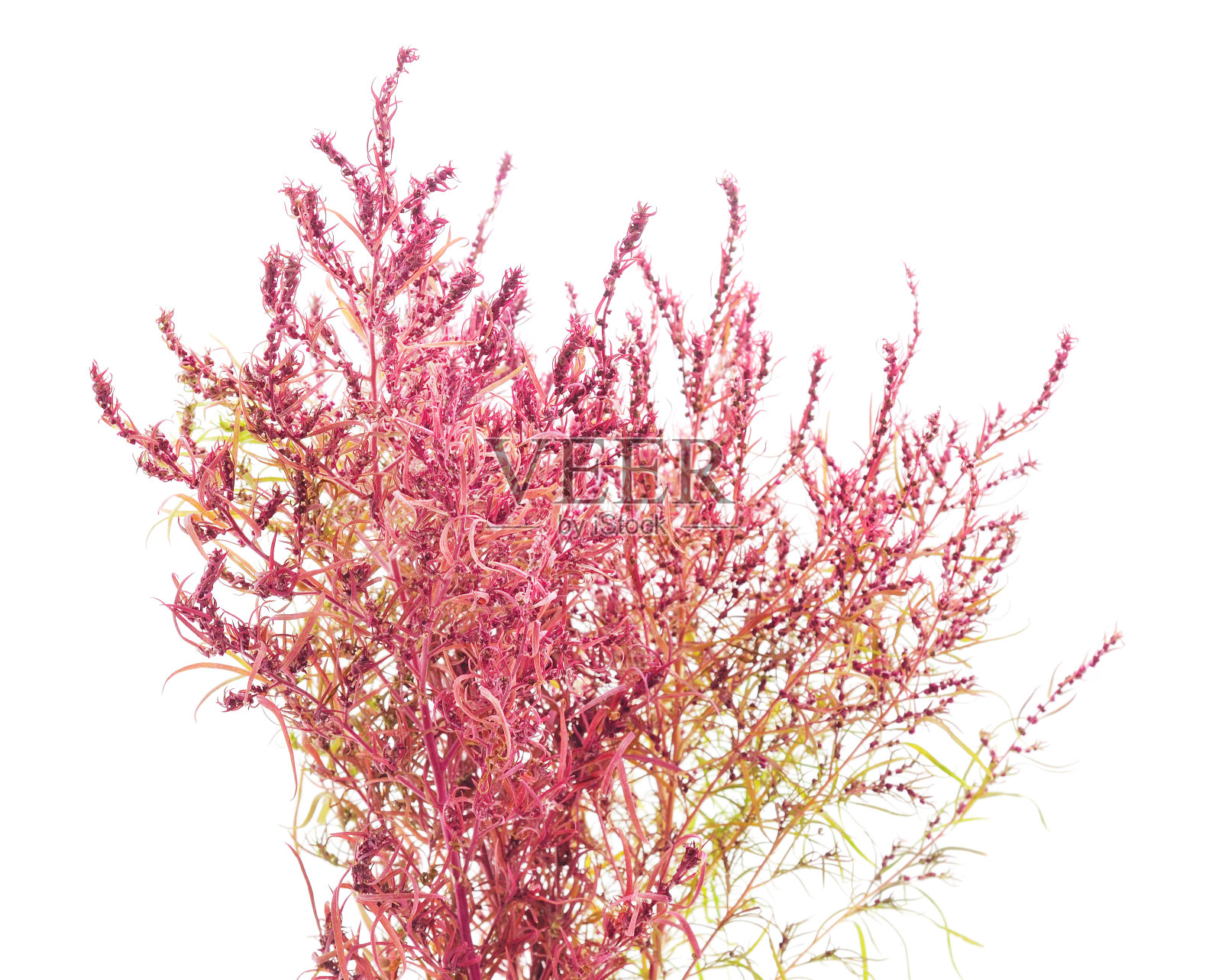 一束粉红色的草。照片摄影图片