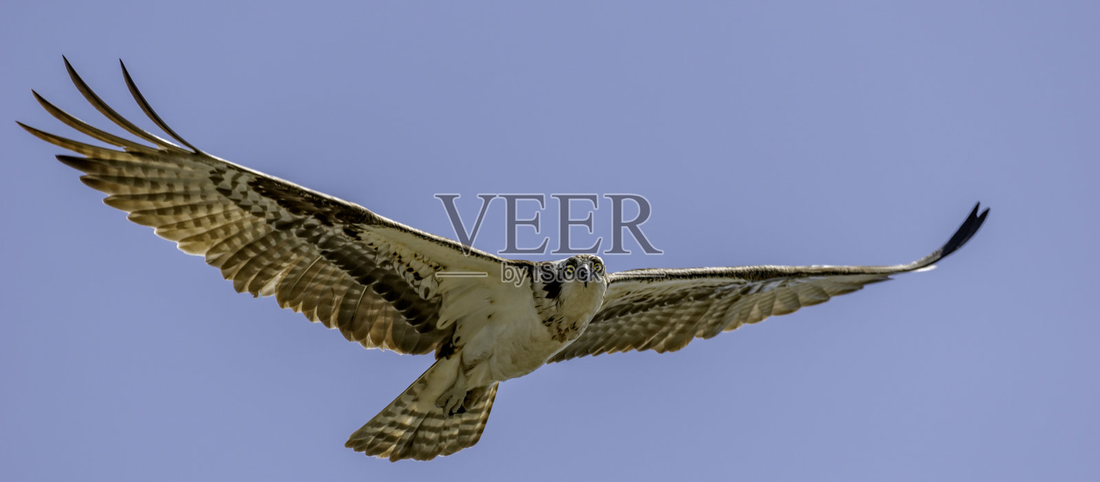 完美的平衡鸟照片摄影图片