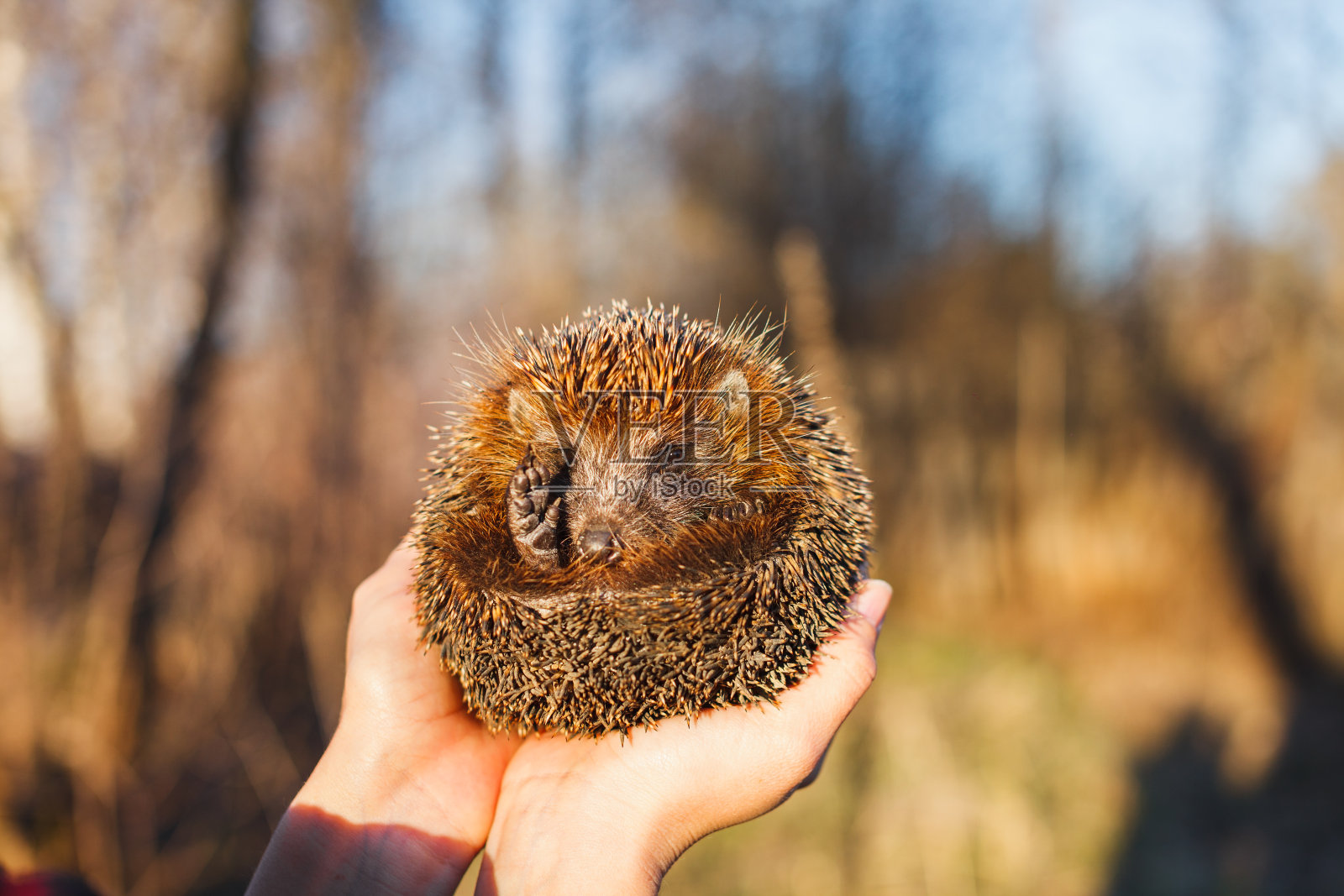 刺猬蜷缩在女孩的手中照片摄影图片