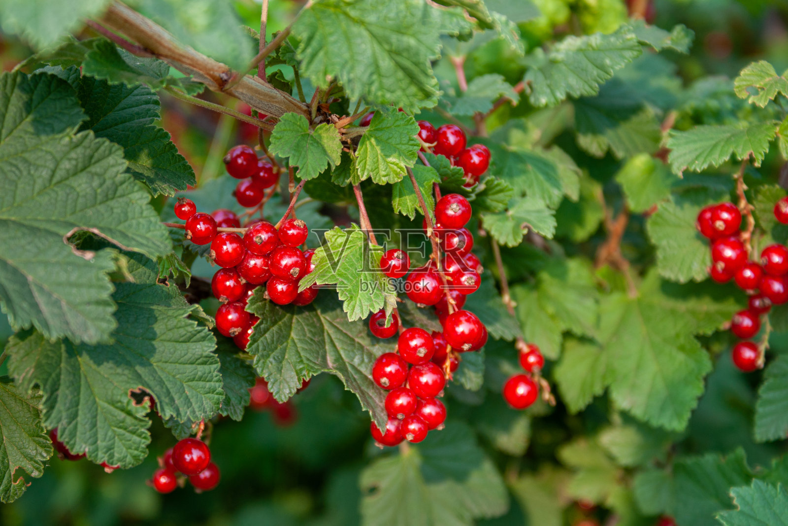 树枝上有一束红醋栗浆果的香味。照片摄影图片