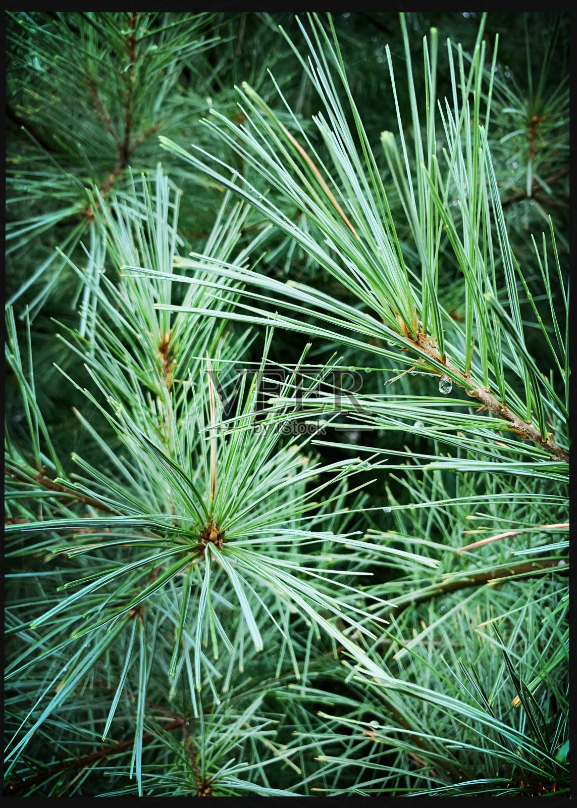 白松特写照片摄影图片