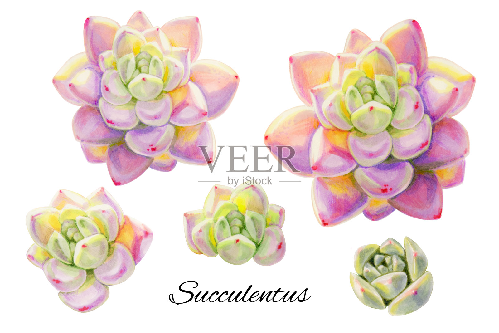彩色多肉植物的收藏。装饰植物。印花。标记图。水彩画。插画图片素材