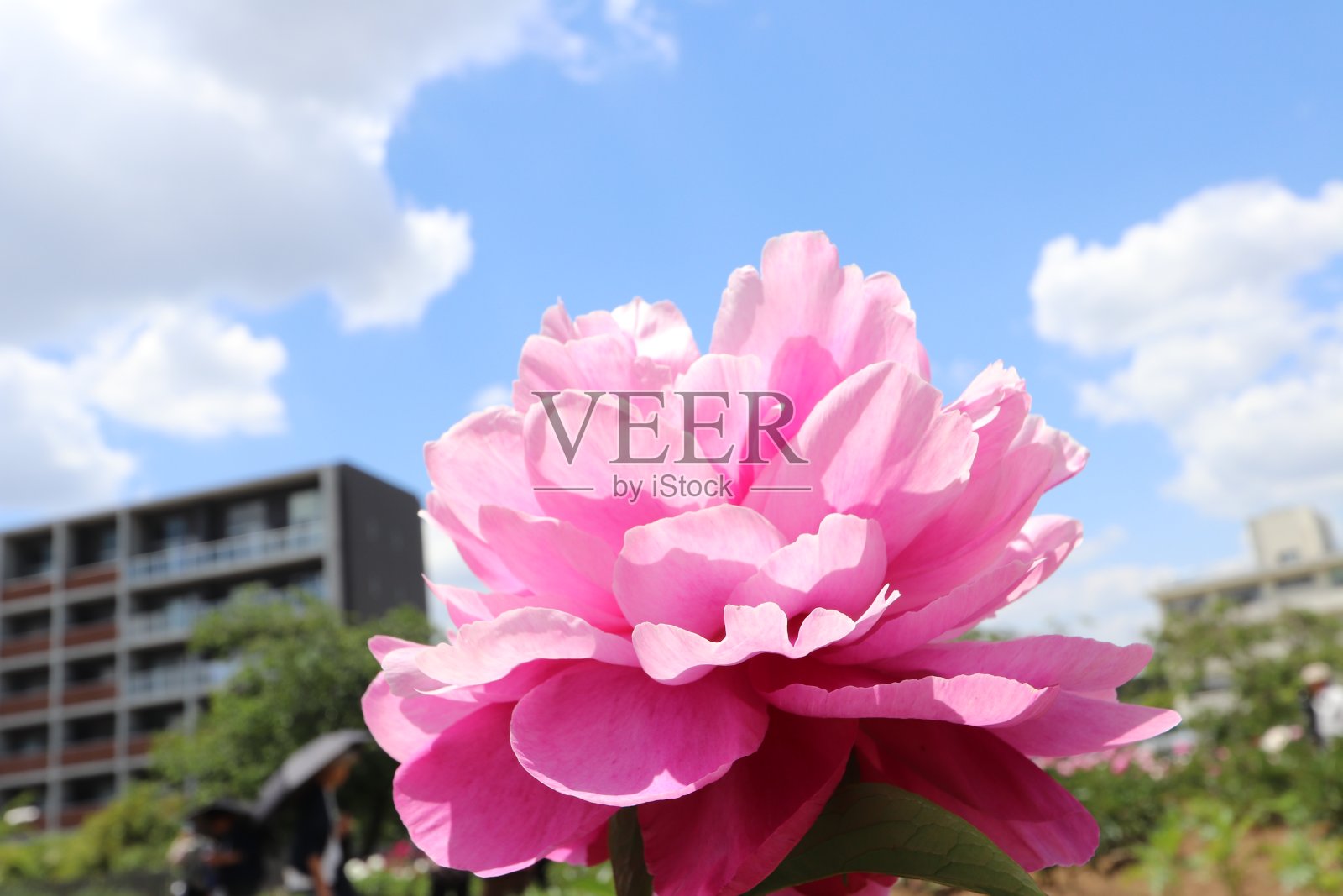 牡丹照片摄影图片