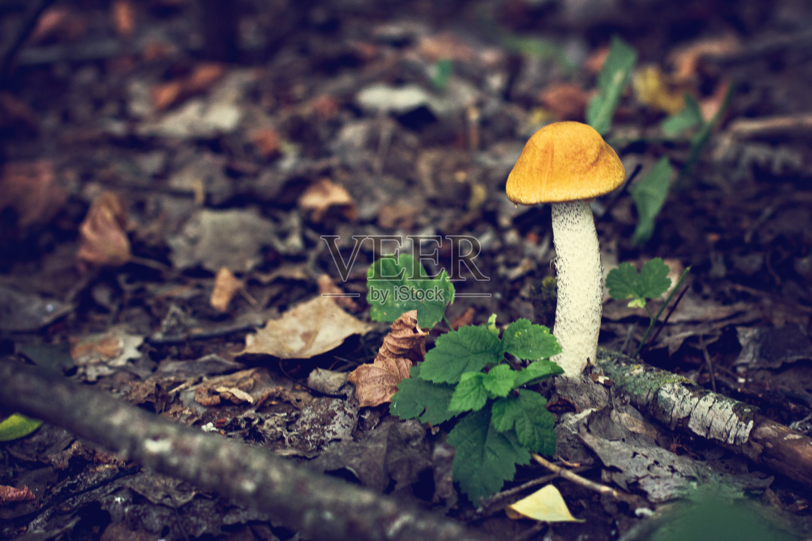 森林里的白色蘑菇。照片摄影图片