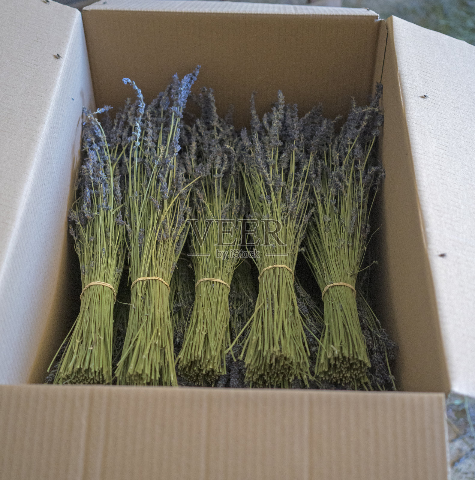 法国普罗旺斯采收薰衣草照片摄影图片