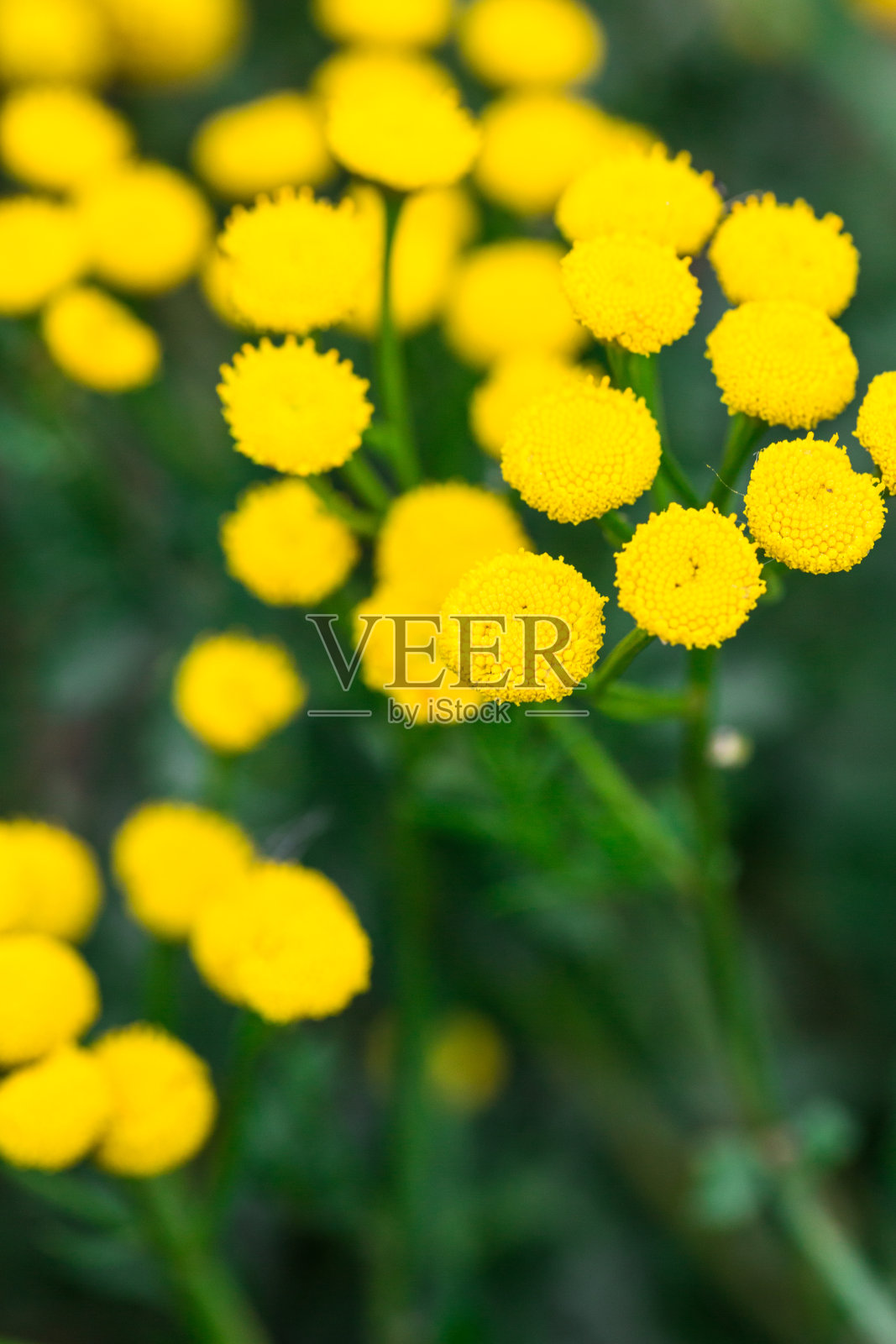 野花和香草，花的背景照片摄影图片