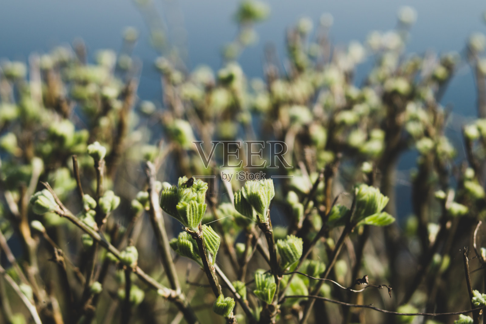 树篱与枝和芽背景。植物的自然背景照片摄影图片