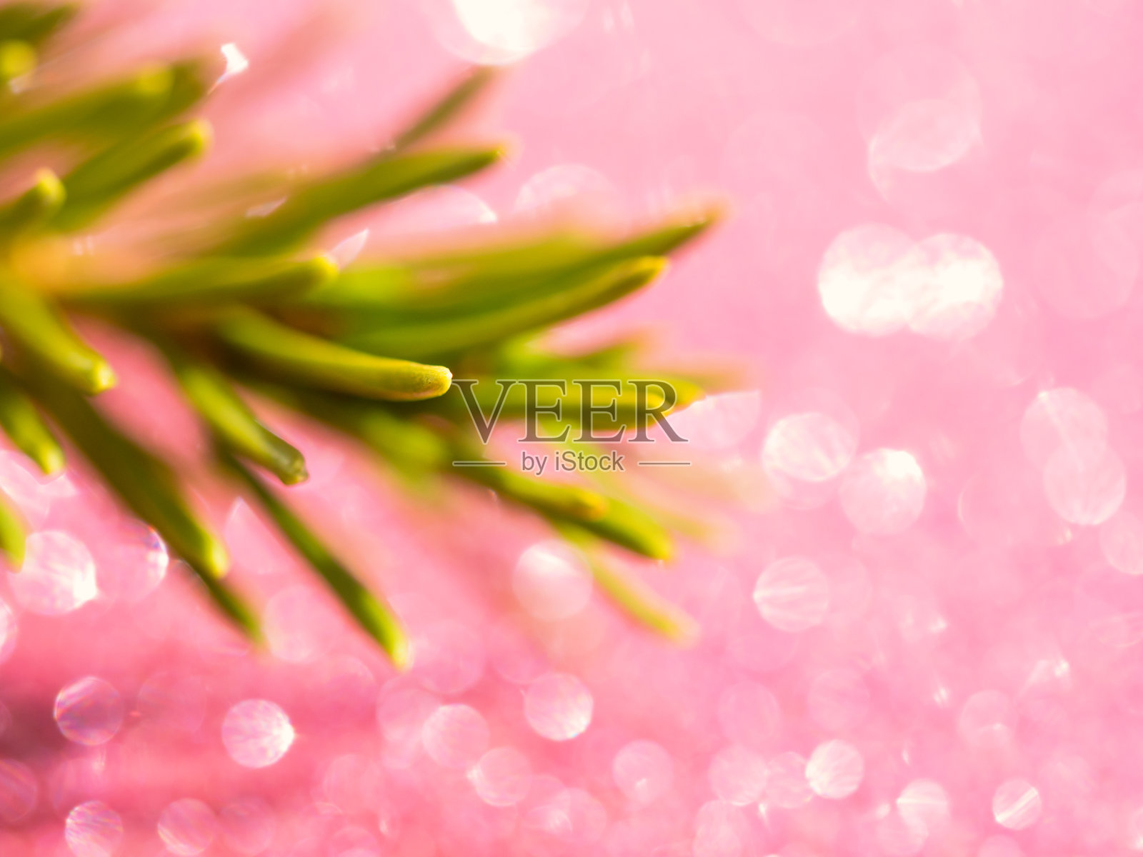 摘要绿杉木背景，柔焦点照片摄影图片