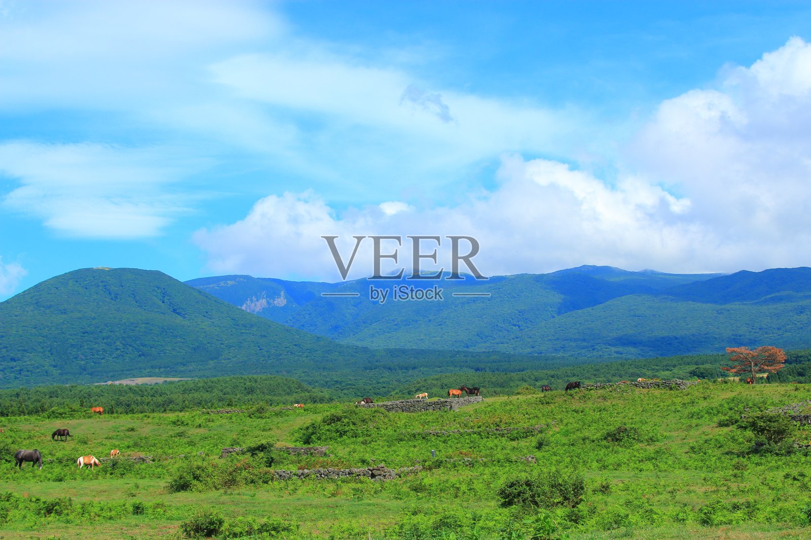 放牧的马，牧场，田野，哈拉桑，照片摄影图片