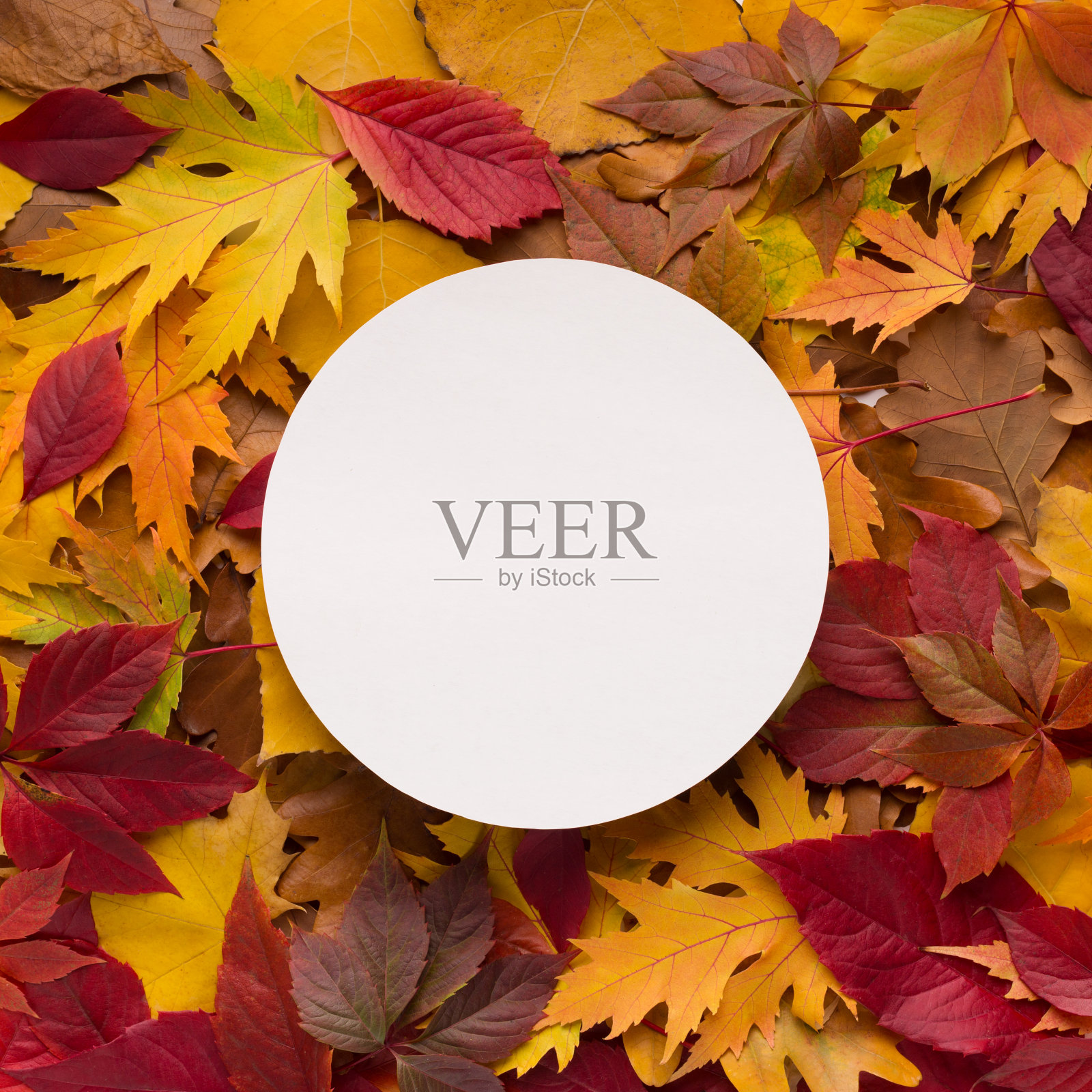 圆形的白色空白的标志之间多彩的秋叶照片摄影图片