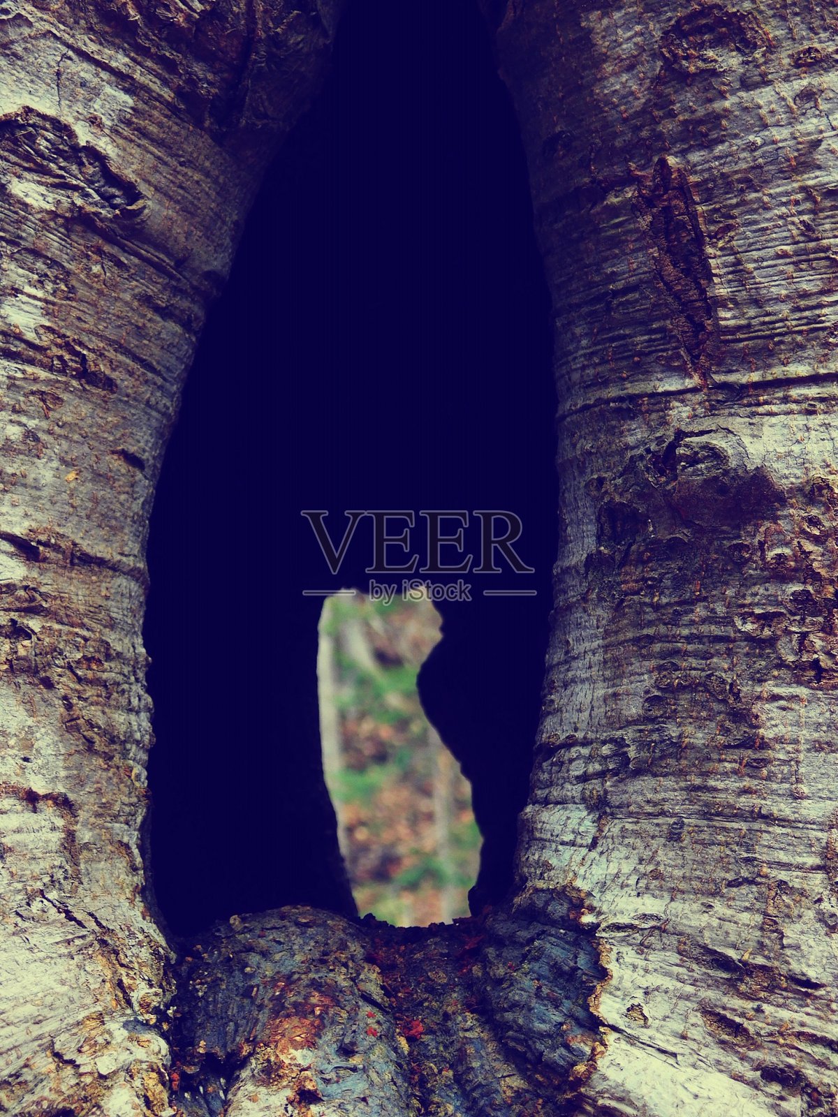 树照片摄影图片