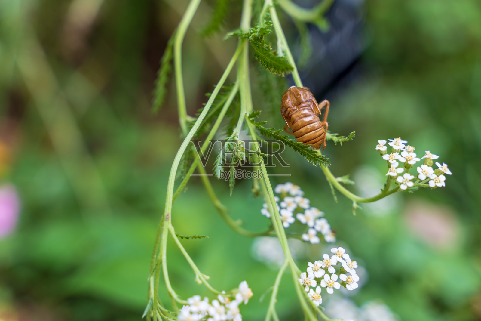 蝉照片摄影图片