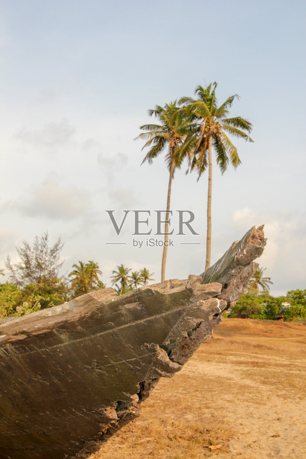 老树后的棕榈树照片摄影图片