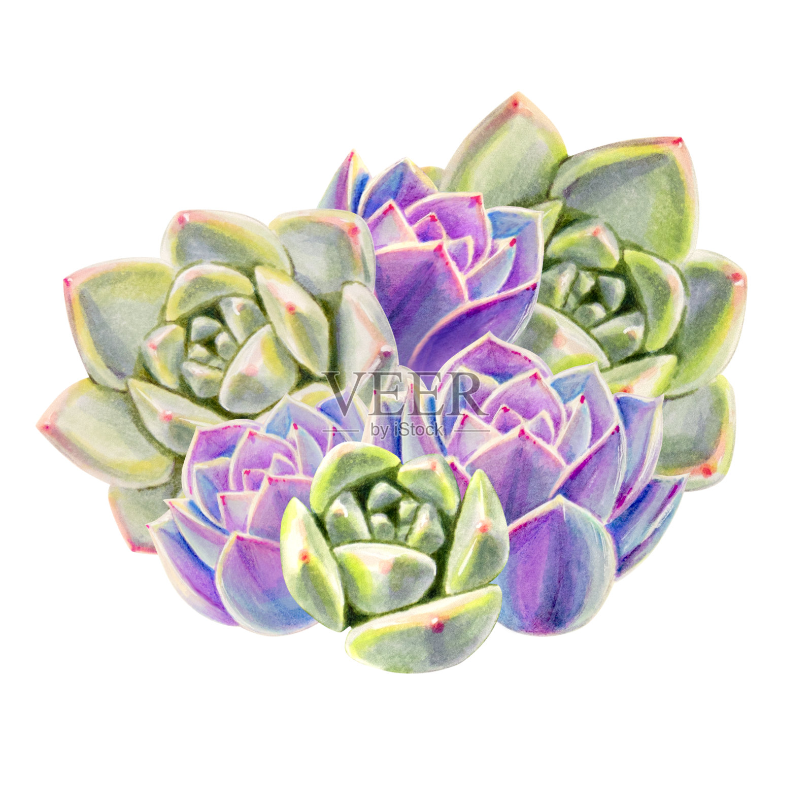 由彩色多肉植物组成。装饰植物。印花。标记图。水彩画。插画图片素材