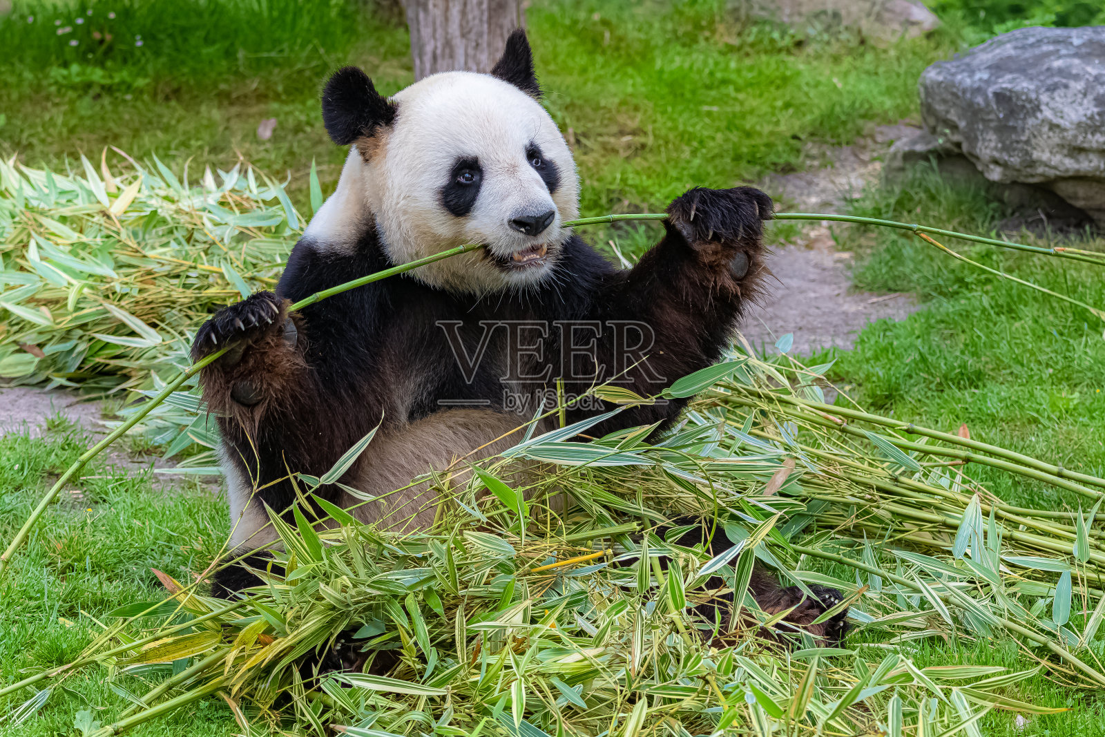 大熊猫吃照片摄影图片