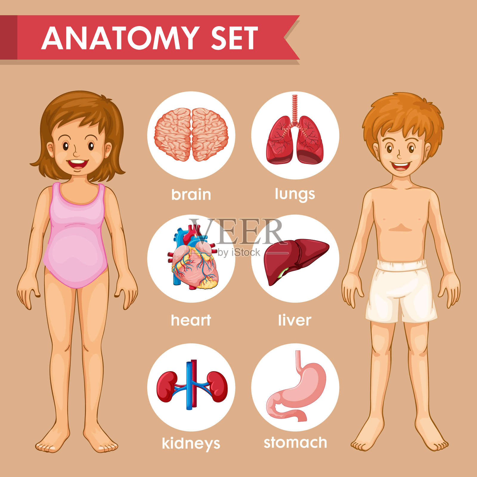 儿童器官的科学医学说明插画图片素材