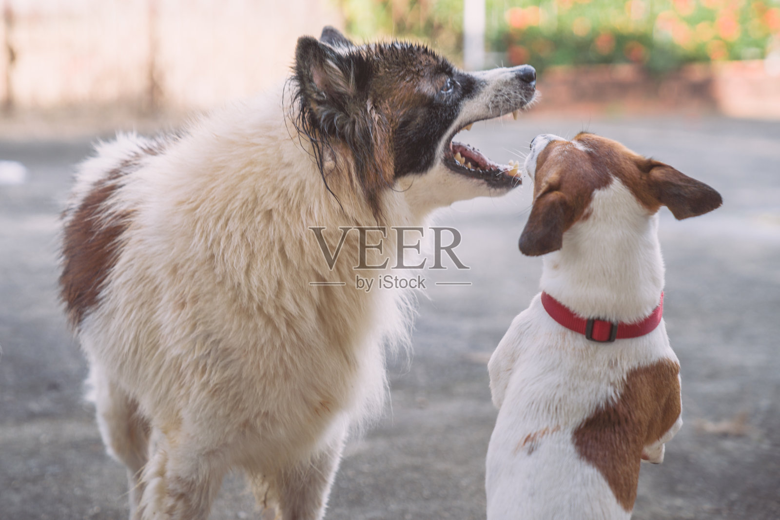 年轻顽皮的狗咆哮散步和玩好玩的杰克罗素梗宠物和侵略性的曼谷狗在室外花园在房子照片摄影图片
